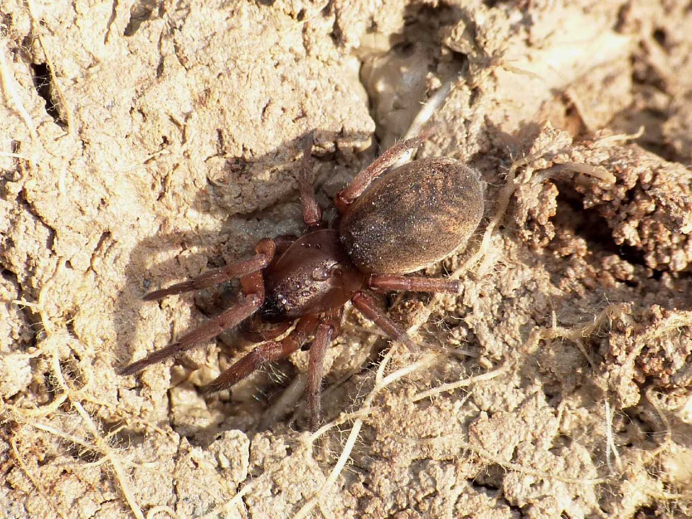 Haplodrassu signifer - S. Severa (RM)